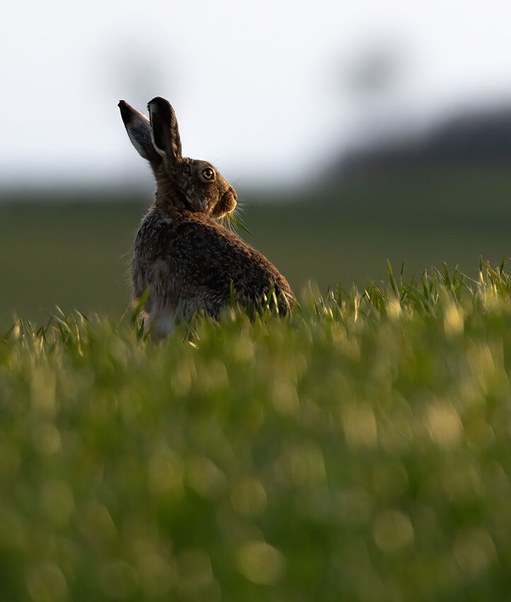 Brown hare March 2026