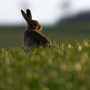 Brown hare March 2026