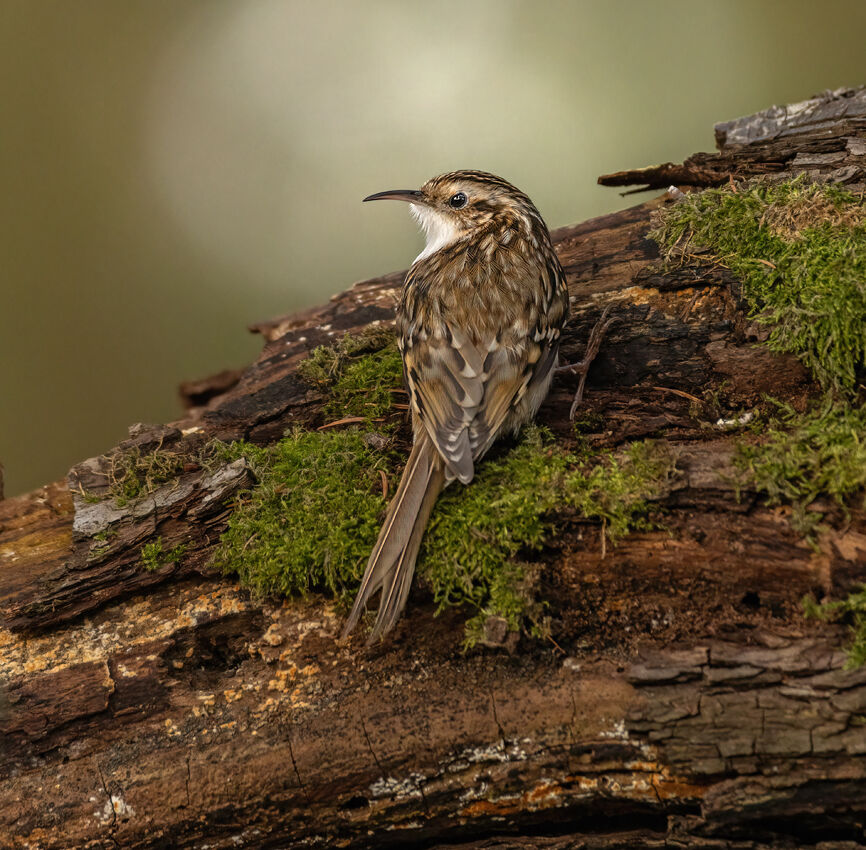 Treecreeper November 2025