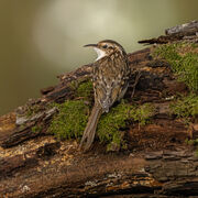 Treecreeper November 2025