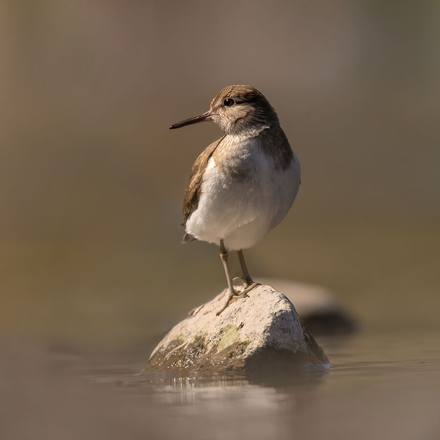 Common sandpiper May 2026