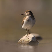 Common sandpiper May 2026