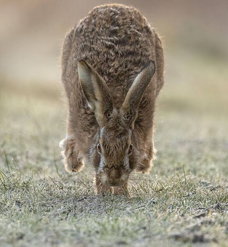 Brown hare March 2026
