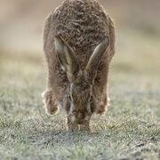 Brown hare March 2026
