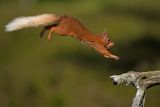 Leaping Squirrel