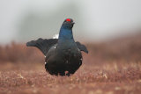Black Grouse