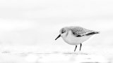 SANDERLING FEBRUARY 2018