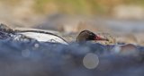 GOOSANDER APRIL 2016