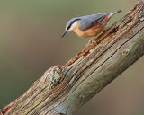 Nuthatch