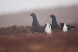 Black Grouse