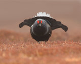 Black Grouse