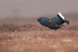 Black Grouse