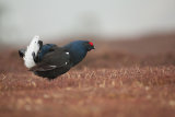 Black Grouse