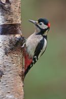 Greater Spotted Woodpecker December 2012