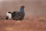 Black Grouse