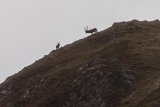 Red Deer Stags