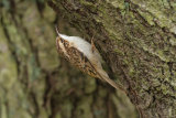 TREECREEPER