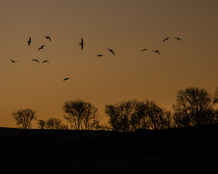 PINK FOOT GEESE