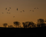 PINK FOOT GEESE