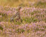 Red Grouse