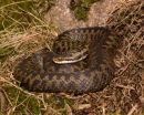 Adder