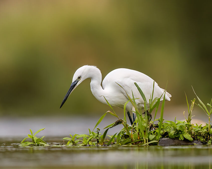 Little egret October 2025