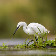 Little egret October 2025