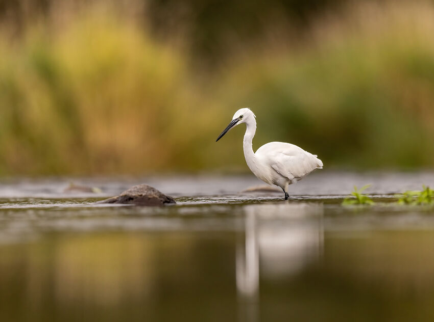 Little egret September 2025