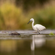 Little egret September 2025