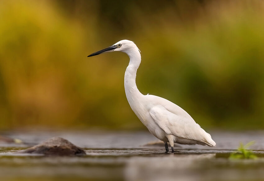 Little egret September 2025