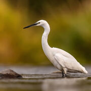 Little egret September 2025