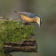 Nuthatch November 2025