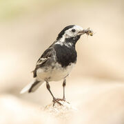 PIED WAGTAIL JUNE 2021