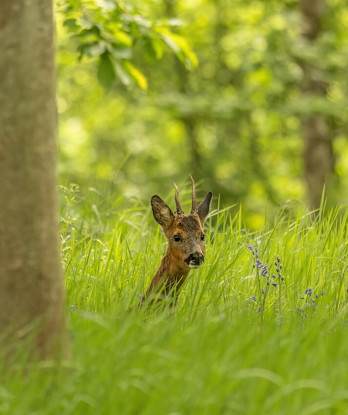Yearling roebuck May 2025