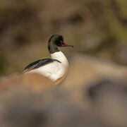 MALE GOOSANDER APRIL 2021