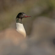 MALE GOOSANDER MAY 2021