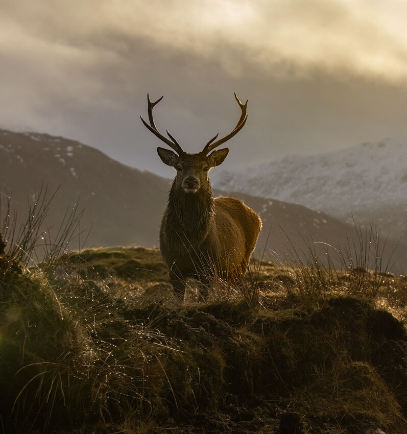 Red deer stag January 2026