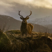 Red deer stag January 2026
