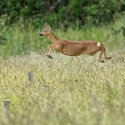 ROE DEER JUNE 2021