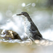 DIPPER JUNE 2021