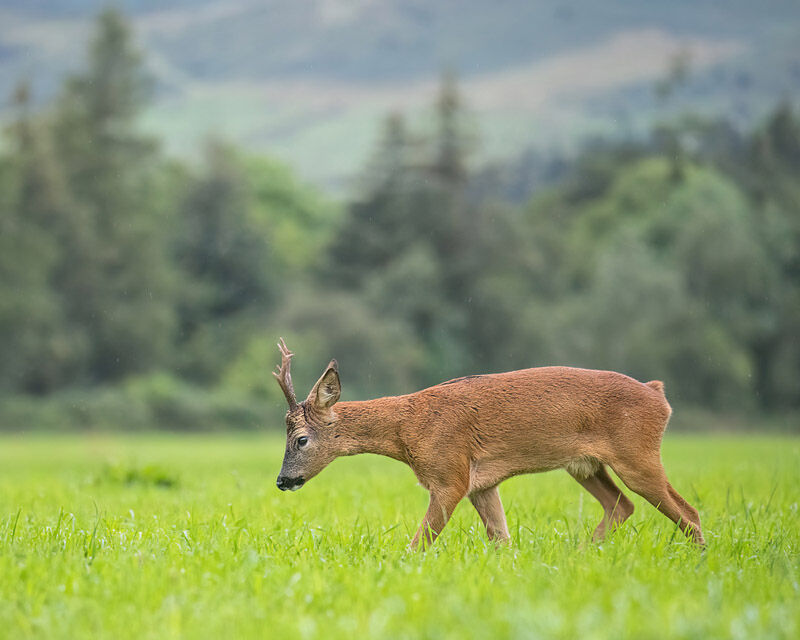 Roebuck July 2025