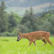 Roebuck July 2025