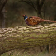 COCK PHEASANT JANUARY 2022