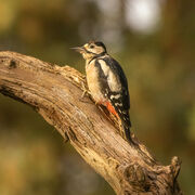 GREAT SPOTTED WOODPECKER SEPTEMBER 2021
