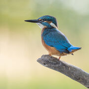 Kingfisher August 2025