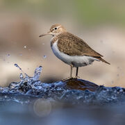 Common sandpiper June 2026