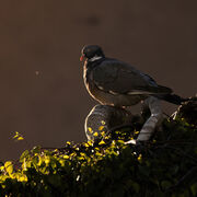 Woodpigeon June 2026