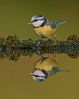 BLUE TIT REFLECTION