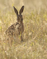 BROWN HARE 3