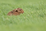 BROWN HARE